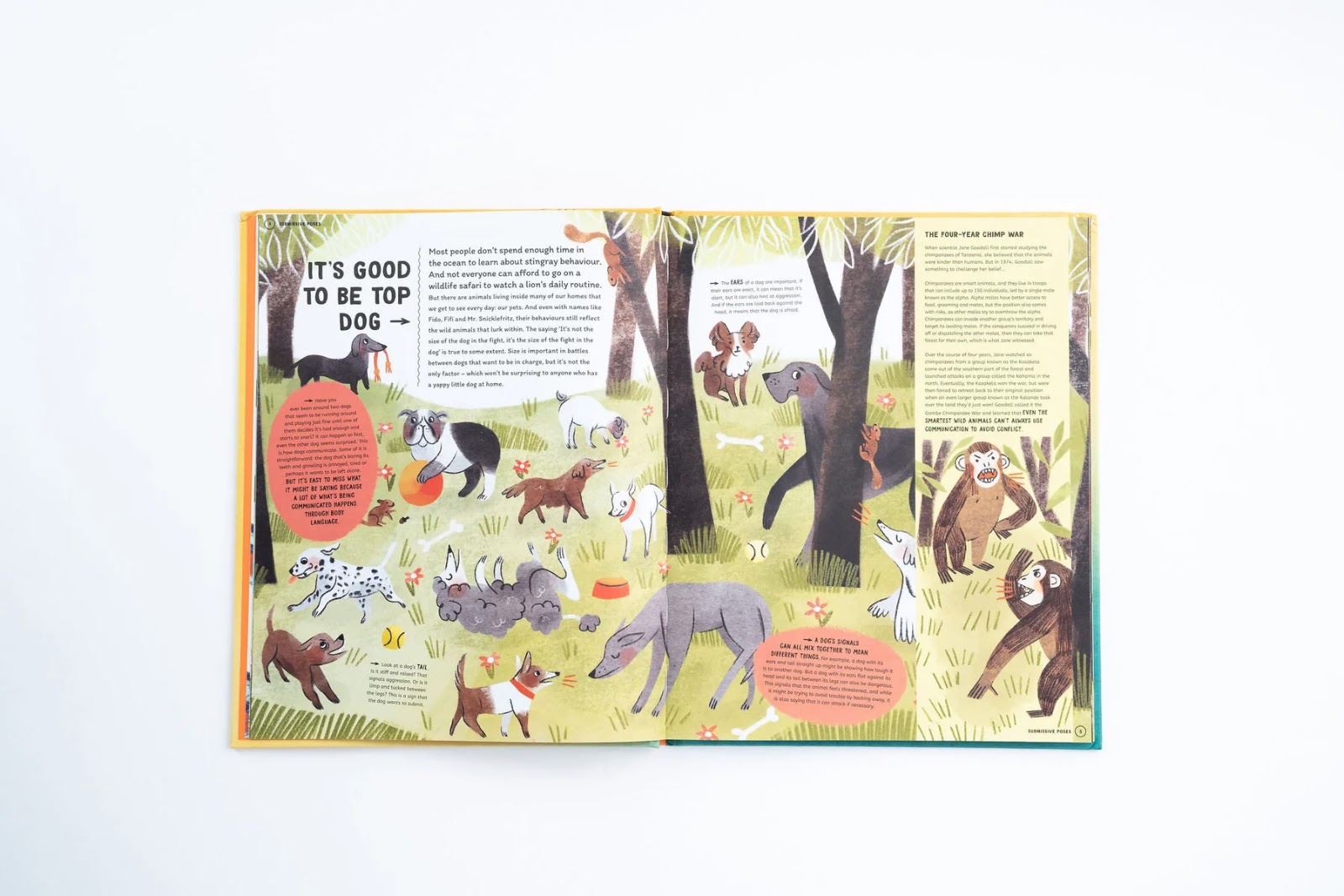 How to Talk to a Tiger… and Other Animals - thumbnail 3