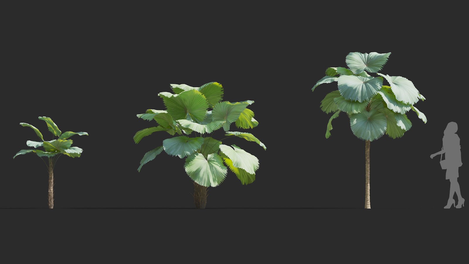 Maxtree - Plant Models Vol.72