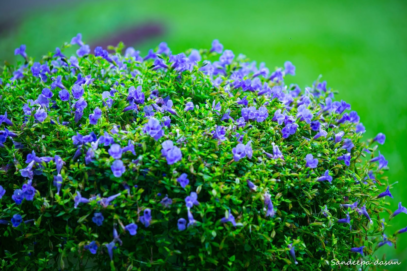 Nature Photo 8