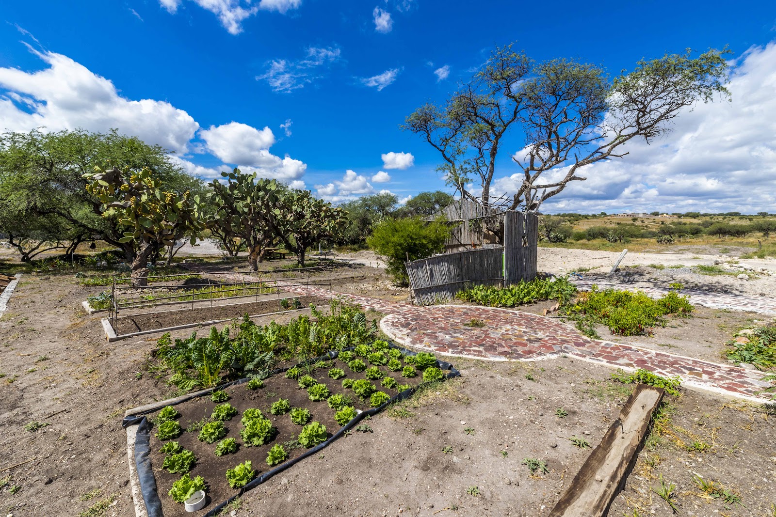 Finca Las Palmas