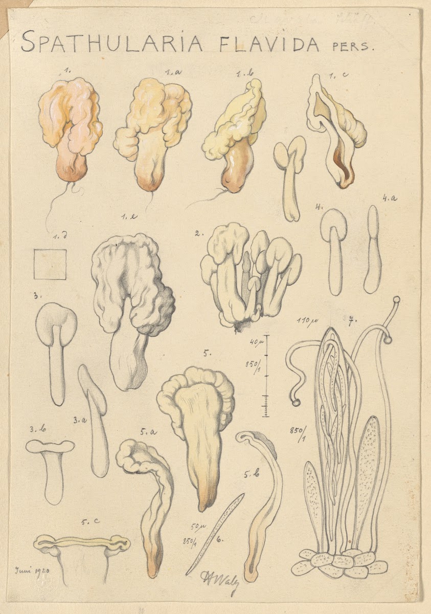 Spathularia flavida 1915 1945