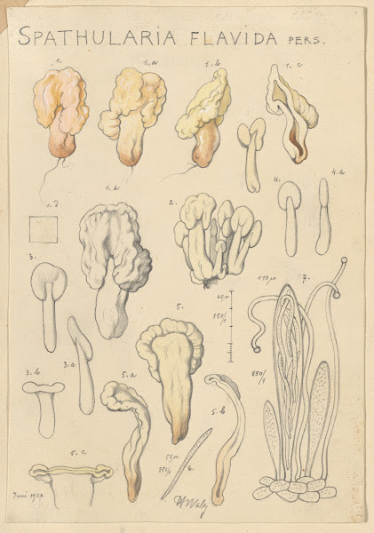 Spathularia flavida 1915 1945
