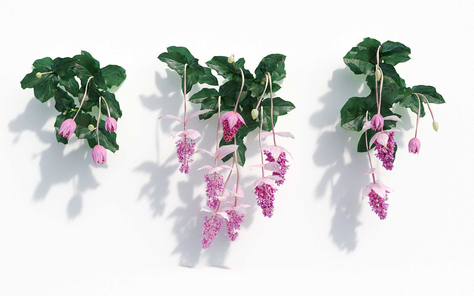 Maxtree - Plant Models Vol.8