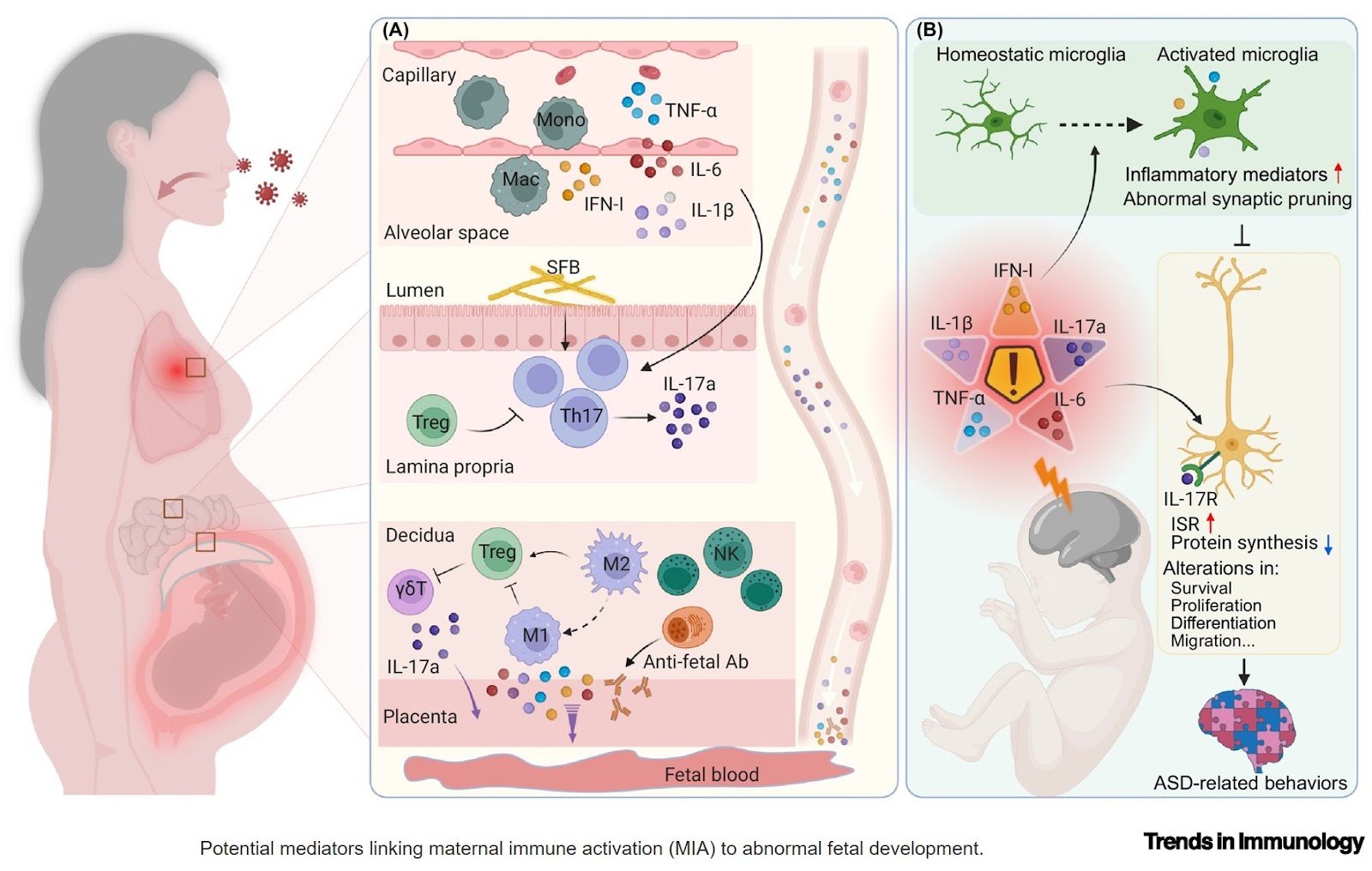 The Janus face of NK cells in neurodevelopment