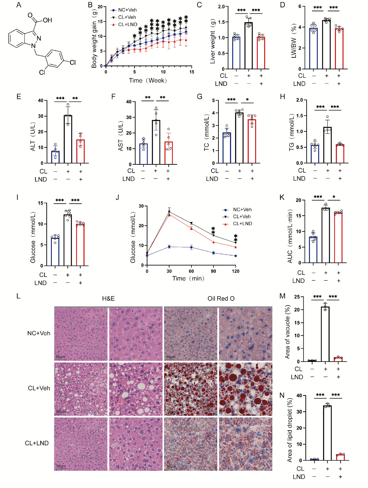 Lonidamine ameliorates MASH by reducing SREBP1 and inhibiting the MAPK pathway