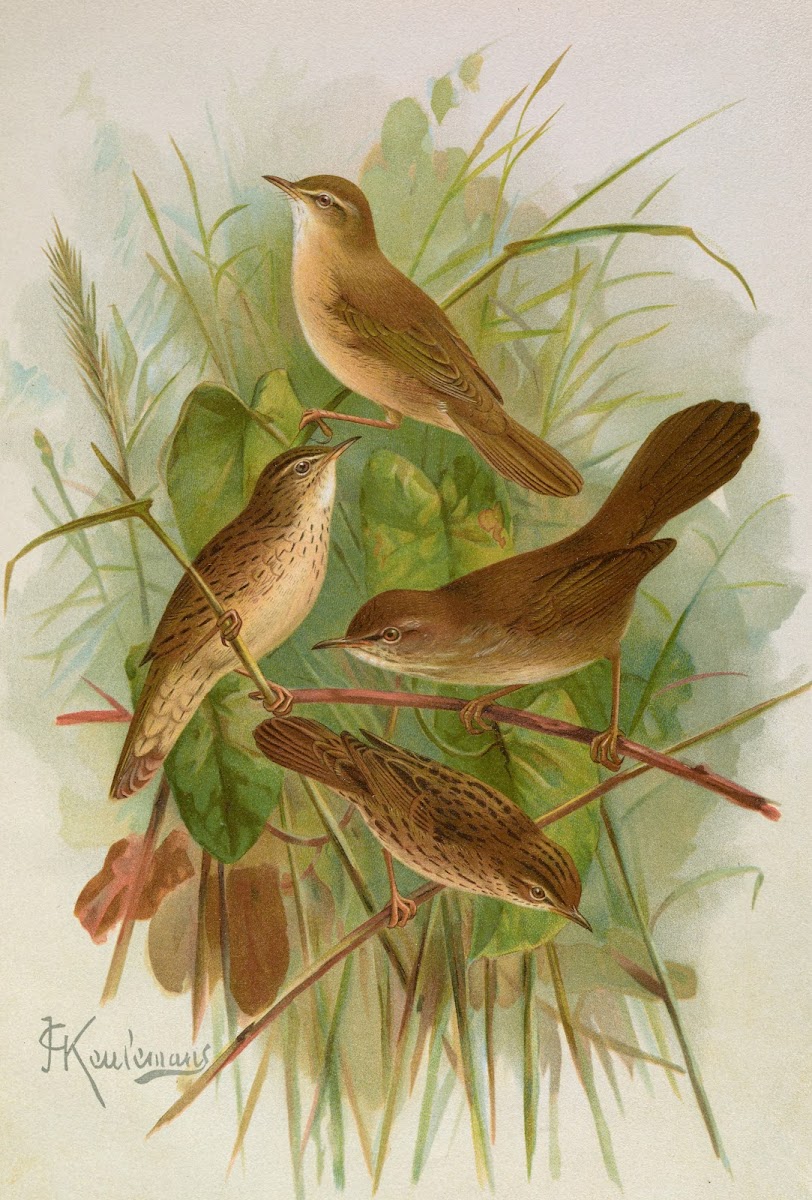 Acrocephalus agricolus Jardon Cettia cetti Marm Locustella lanceolata Temm