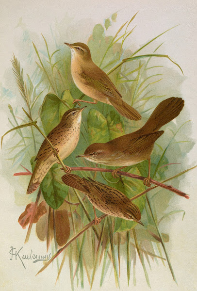 Acrocephalus agricolus Jardon Cettia cetti Marm Locustella lanceolata Temm