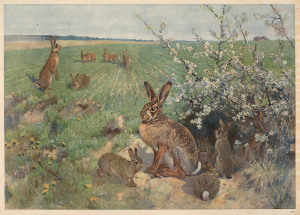 Hare om sommeren 1913