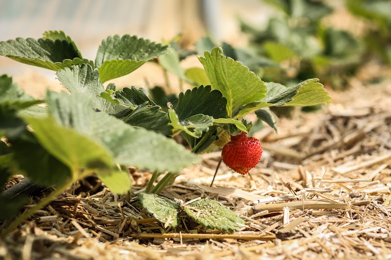 Fraises