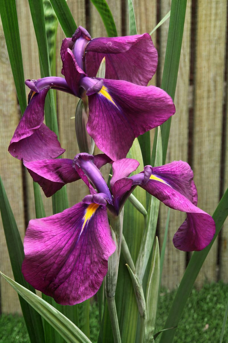 Iris ensata 'Silver Band' fiorito in un giardino acquatico con foglie variegate