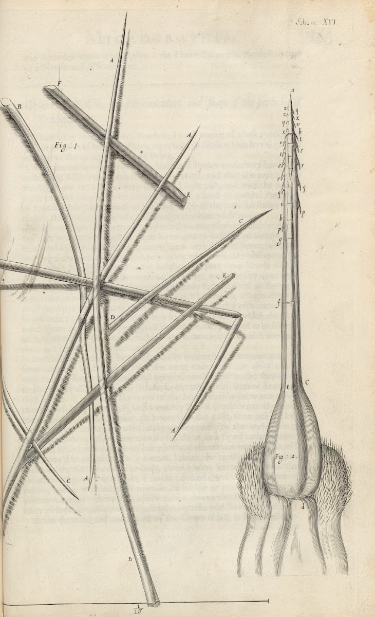 Microscopic view of several sorts of hair and bees stinger 1665