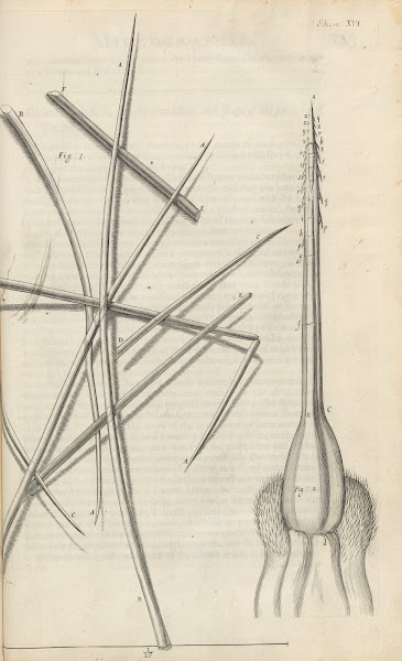 Microscopic view of several sorts of hair and bees stinger 1665