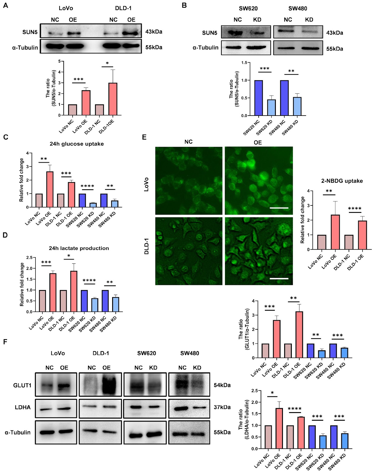 SUN5 interacts with TRIM28, enhancing IκBα ubiquitination to promote glycolysis in colorectal cancer cells