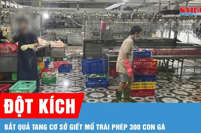 Đột kích lúc rạng sáng, bắt quả tang cơ sở giết mổ trái phép 300 con gà - Báo Sài Gòn Giải Phóng