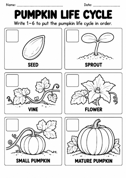 Pumpkin Life Cycle Sequencing Worksheet