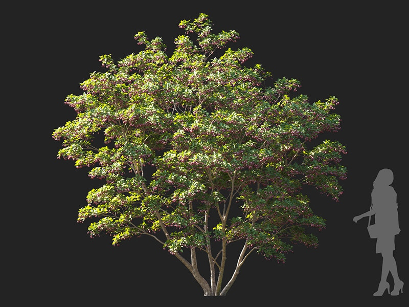 Maxtree - Plant Models Vol.122