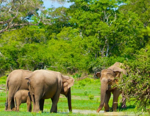 Yala National Park wildlife safari