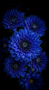 High-Contrast Macro Photograph of Vivid Blue Chrysanthemum Flowers on a Deep Black Background