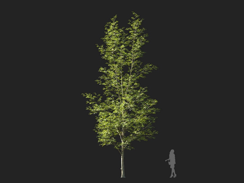 Maxtree - Plant Models Vol.114
