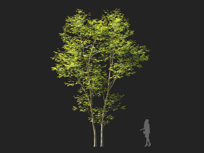 Maxtree - Plant Models Vol.114