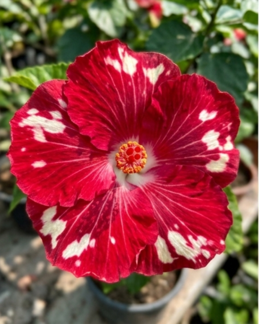 Hibiscus Cherry Appaloosa — view 3