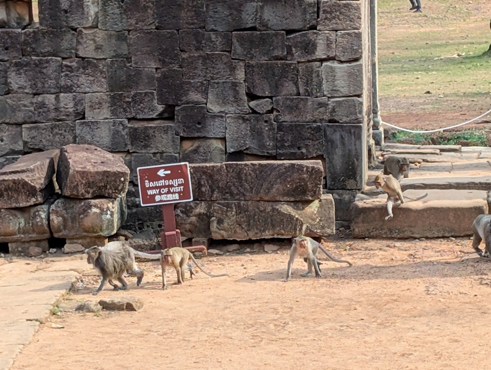 Six monkeys seen entering the outer walls of the temple in
                 front of a sign that has the text 'WAY OF VISIT
