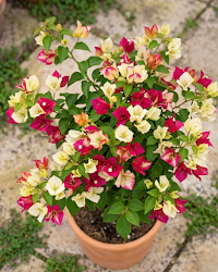 Imported Sufia Indiana Bougainvillea Plant