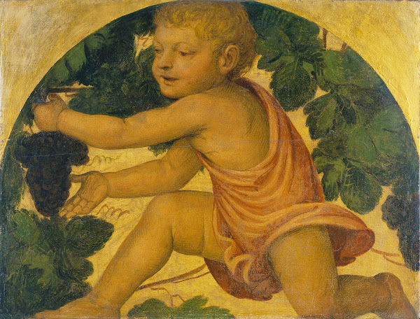 Putto picking Grapes c 1520   1523
