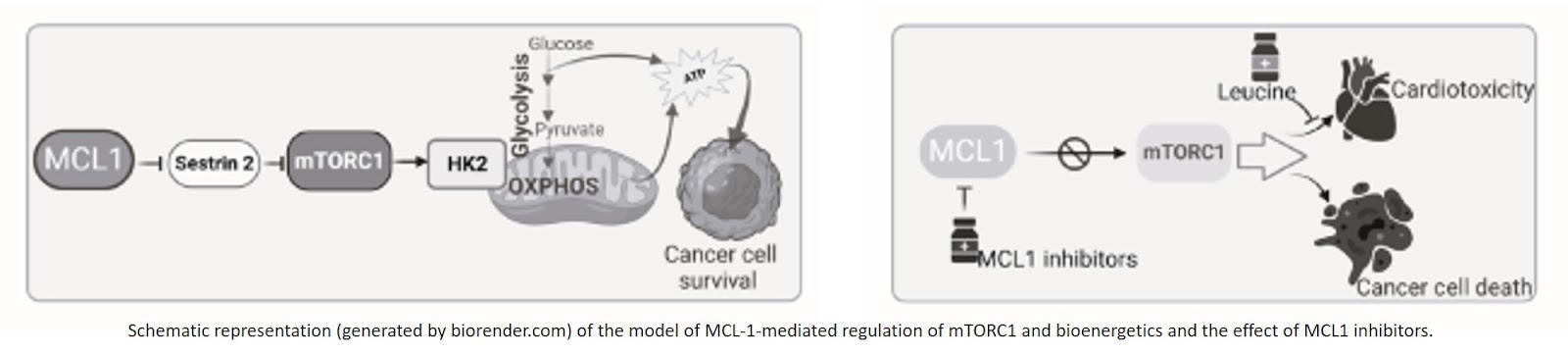 Modulating energy regulator to support tumorigenesis
