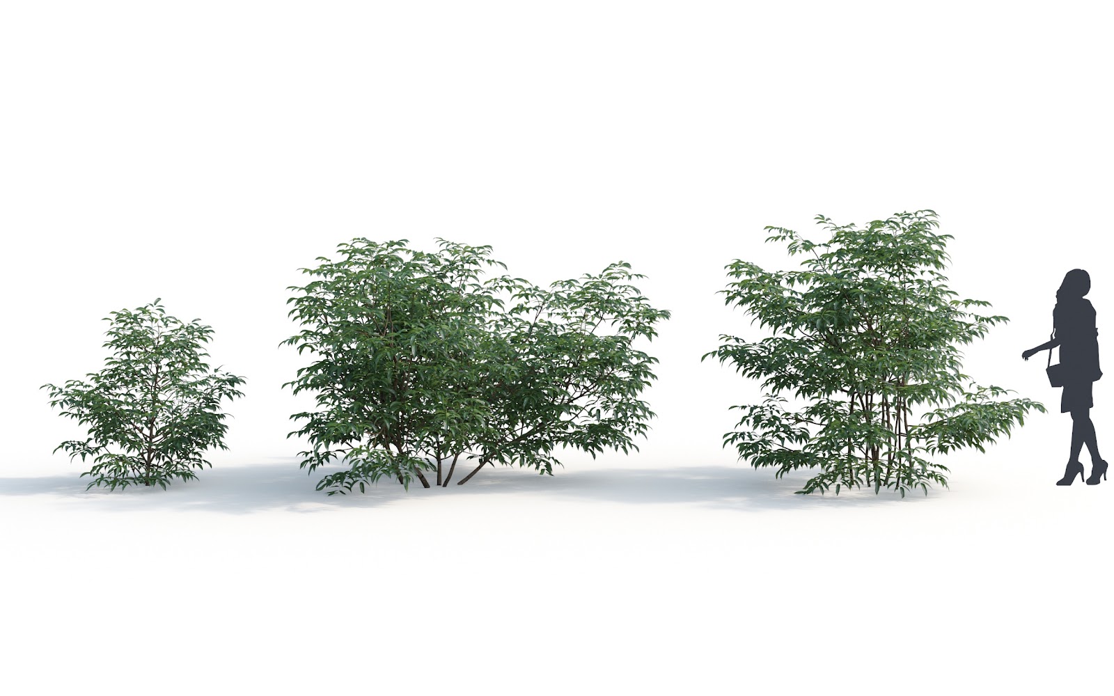 Maxtree - Plant Models Vol.6