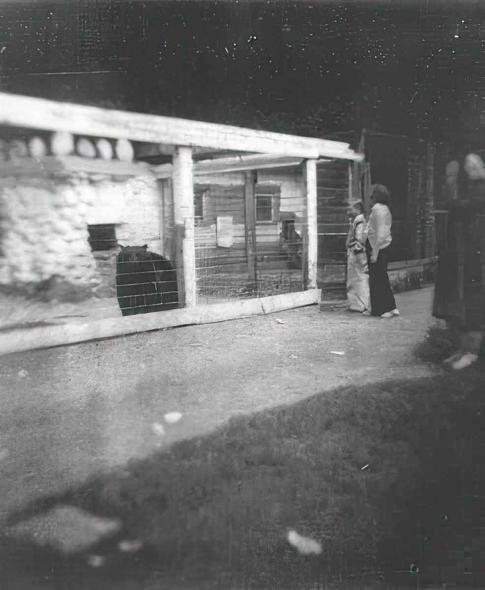 The bear at Alder Creek