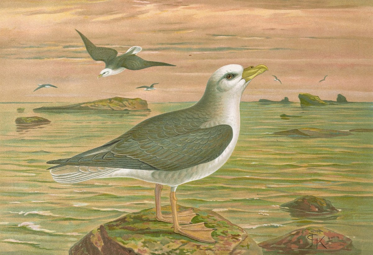 Fulmarus glacialis Eis Movensturmvogel