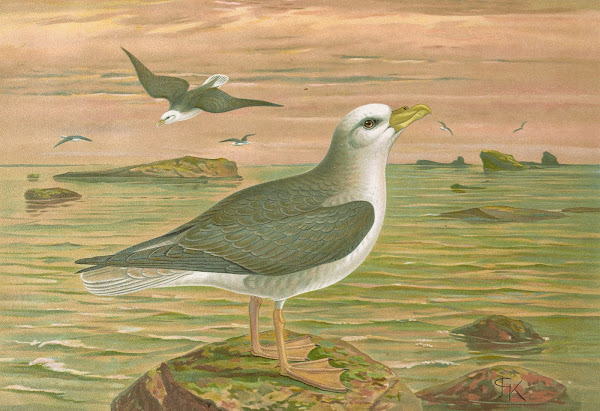 Fulmarus glacialis Eis Movensturmvogel