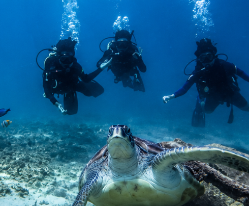 fun dive turtle