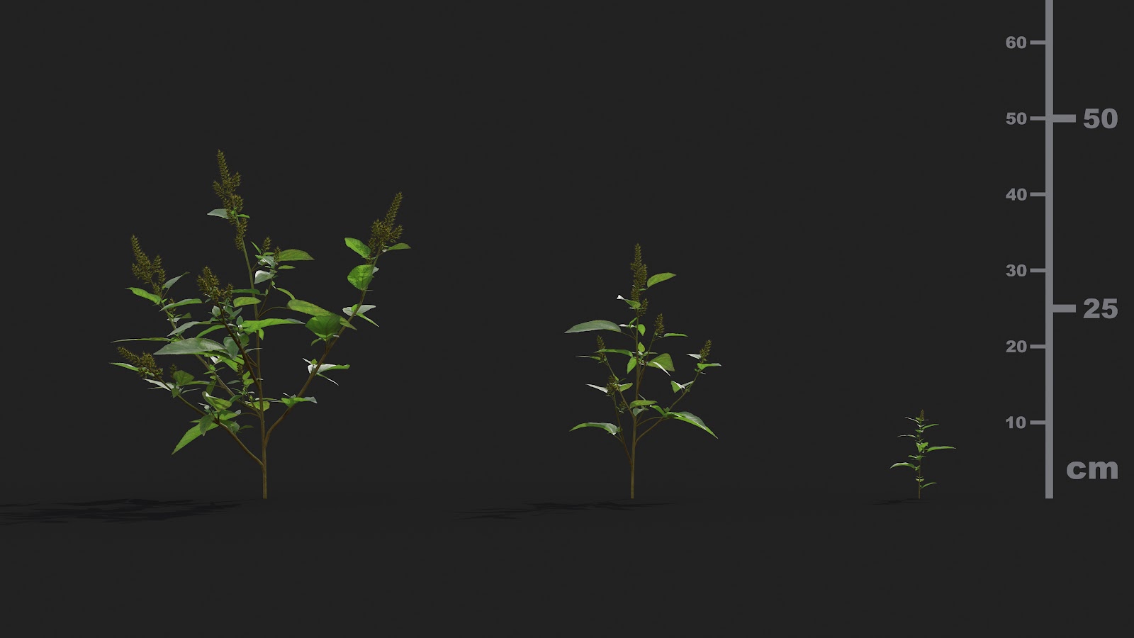 Maxtree - Plant Models Vol.21
