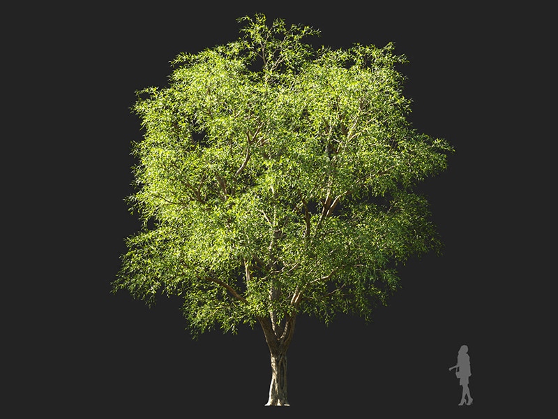 Maxtree - Plant Models Vol.132