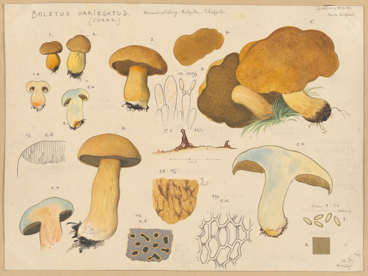 Boletus variegatus Swarz 1915 1945