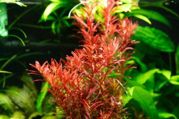 Rotala var. 'Blood Red