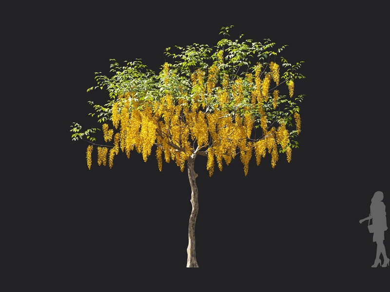 Maxtree - Plant Models Vol.119
