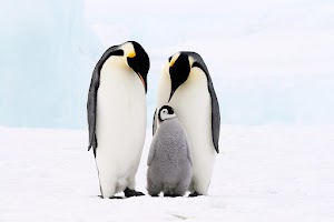 Penguins Wallpaper