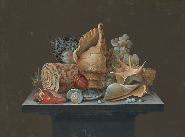 Still life with shells 19th Century