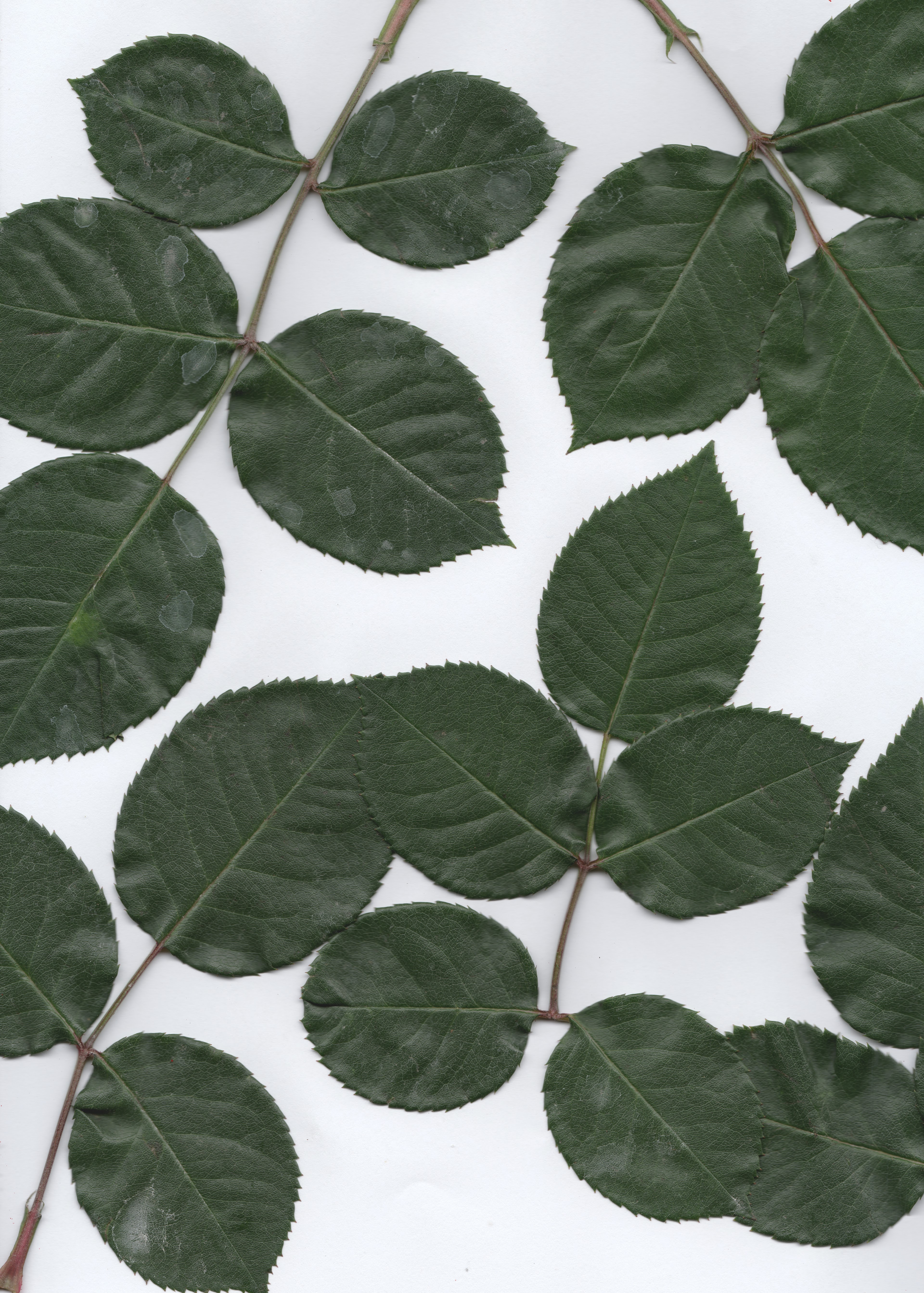Green No. 1 — original botanical scanography fine art print by Zoey Solomon