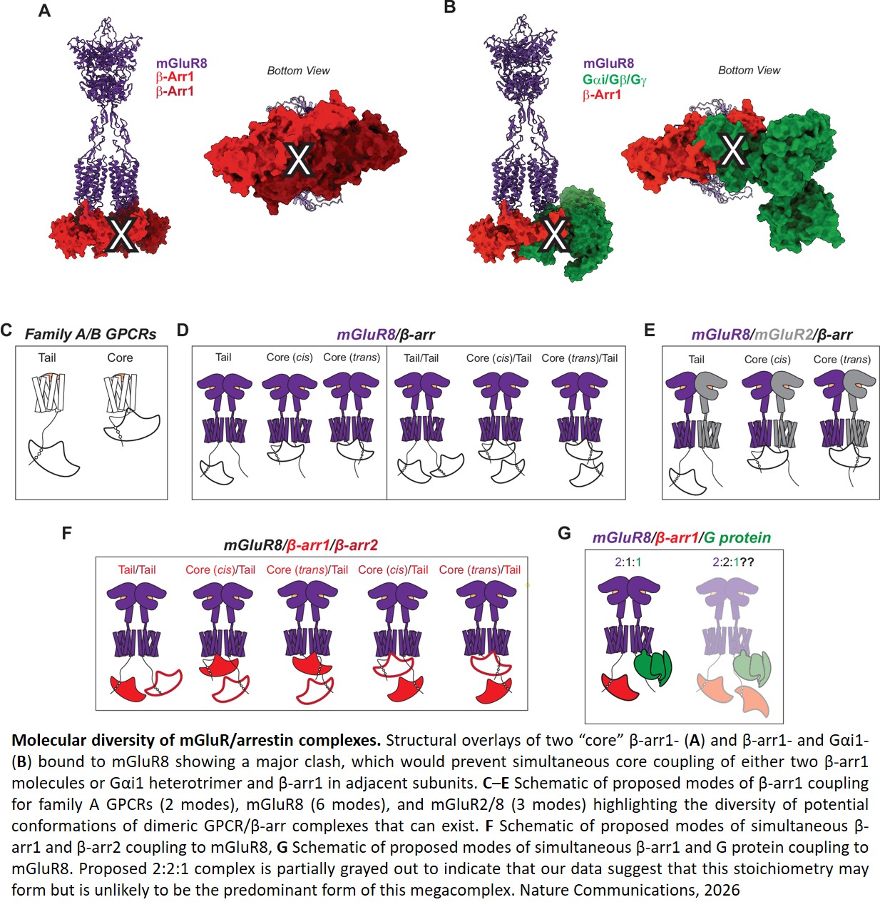Configurational diversity of metabotropic  glutamate receptor complexes with beta- arrestins