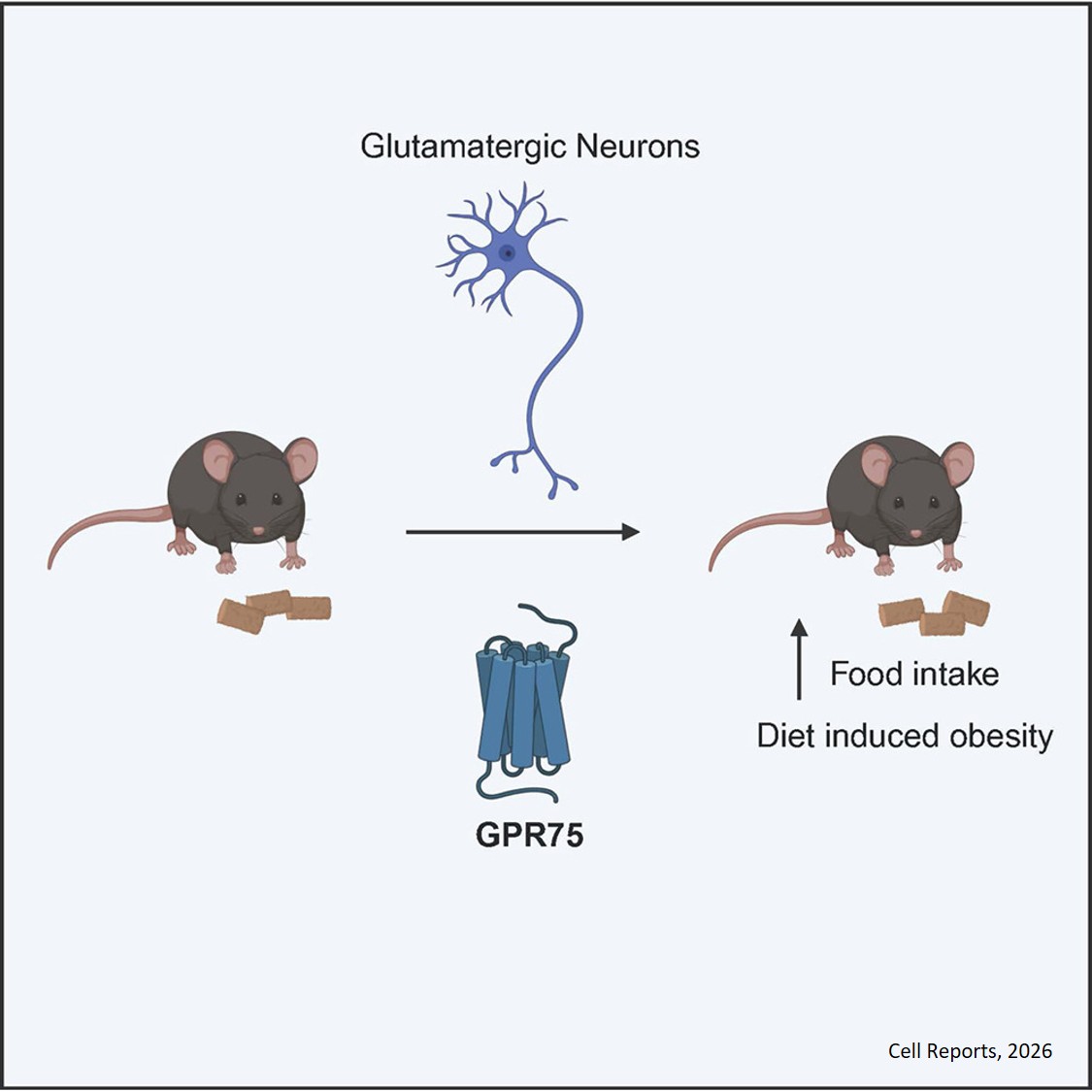 GPR75 in glutamatergic neurons regulates body weight