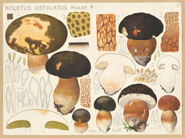 Boletus ustulatus Paulet 1915 1945