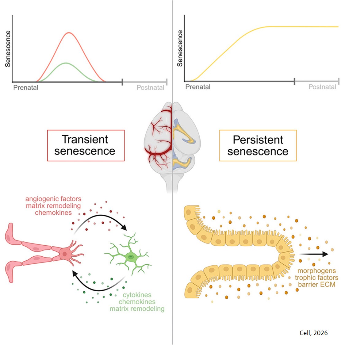 Persistent and transient senescent cells contribute to brain-barrier development