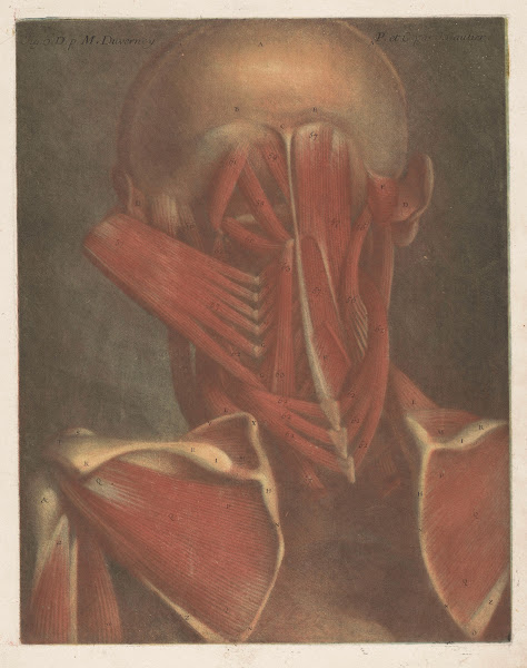 Male head showing the muscles of the back of the head neck and shoulder blades 1