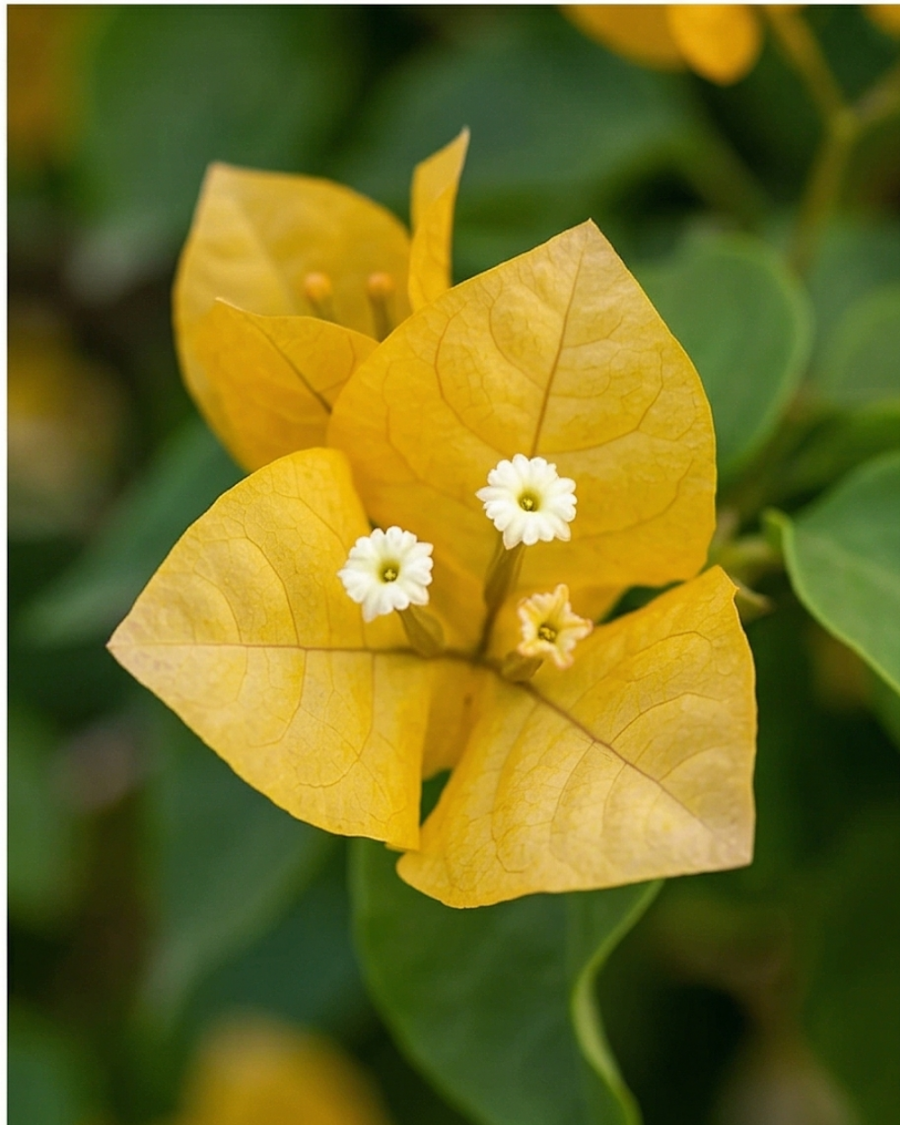 Imported Cendai Yellow Bougainvillea Plant — view 3