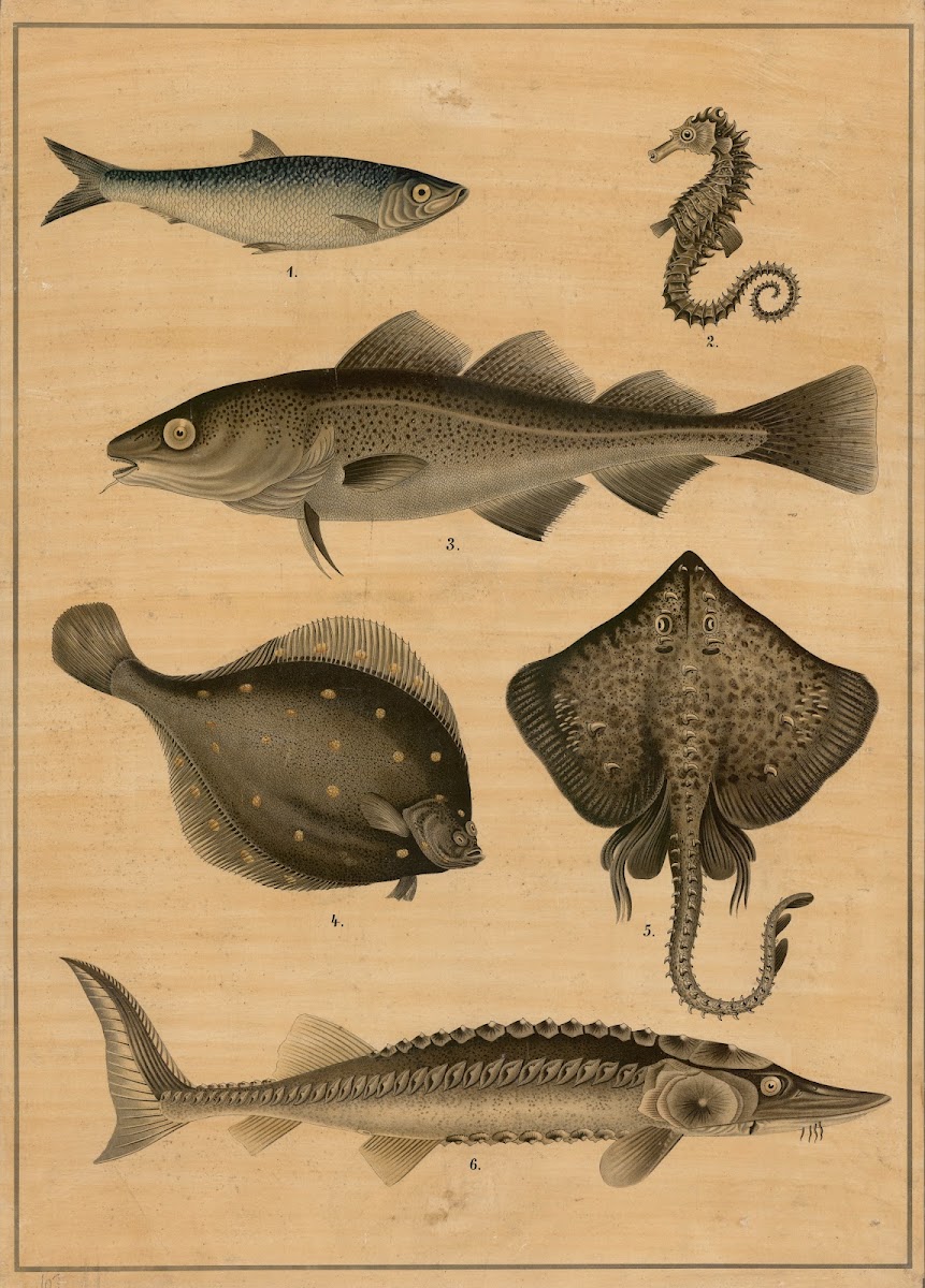 Cod sturgeon flatfish and herring 1895