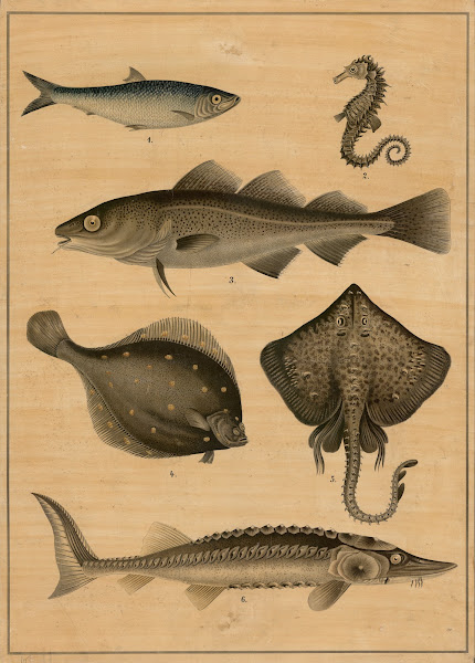 Cod sturgeon flatfish and herring 1895
